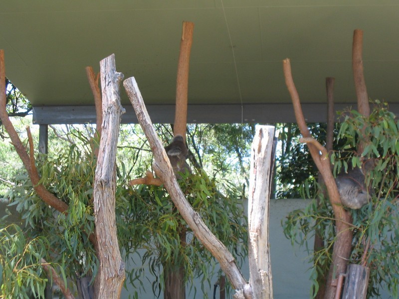 Koalas at the Sydney zoo