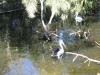 Pelicans
