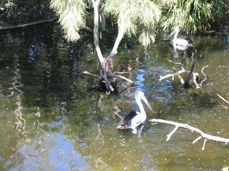 Pelicans