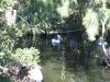 and more pelicans