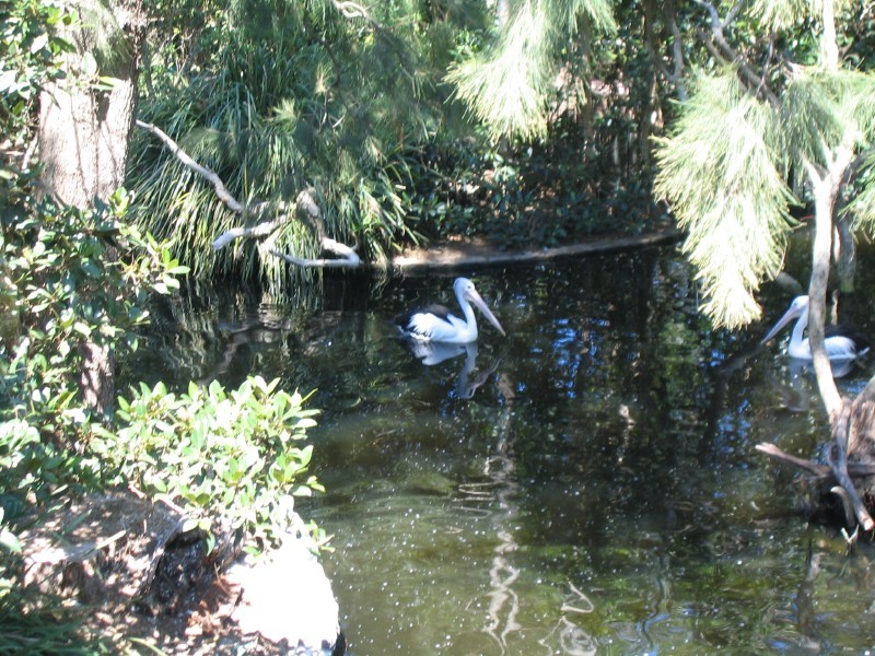 and more pelicans
