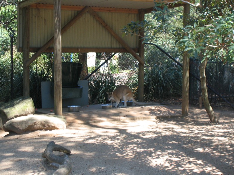 Wallaby!