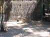 Wallaby II