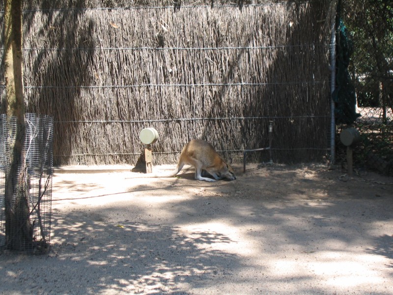 Wallaby II
