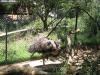 Emu