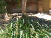 Enter the (Komodo) Dragon
