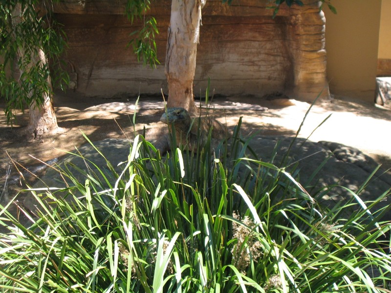 Enter the (Komodo) Dragon