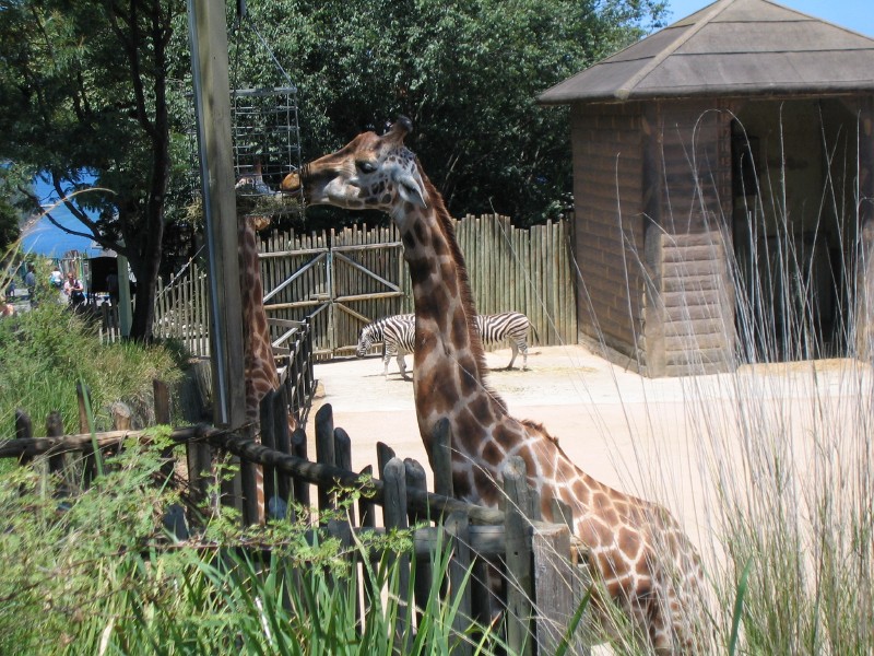 Giraffe A