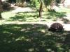 Exhausted from their revels, turtles unwind