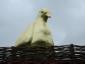 Golden Pigeon I at the Floriad