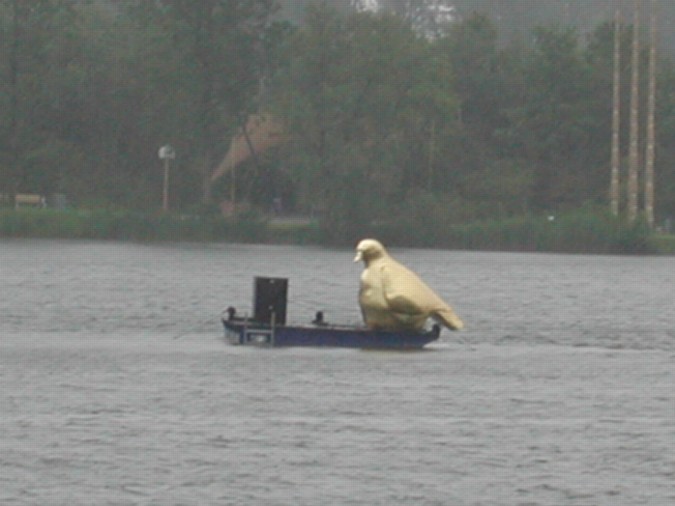 Golden Pigeon II