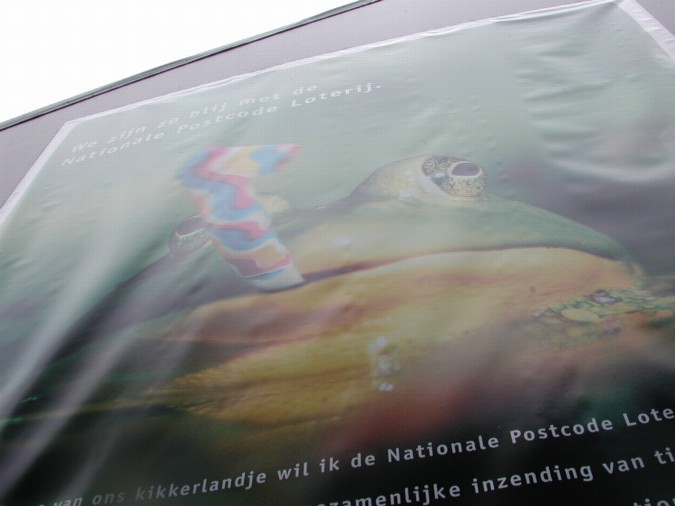 Giant Frog!