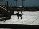 Monastery Cat