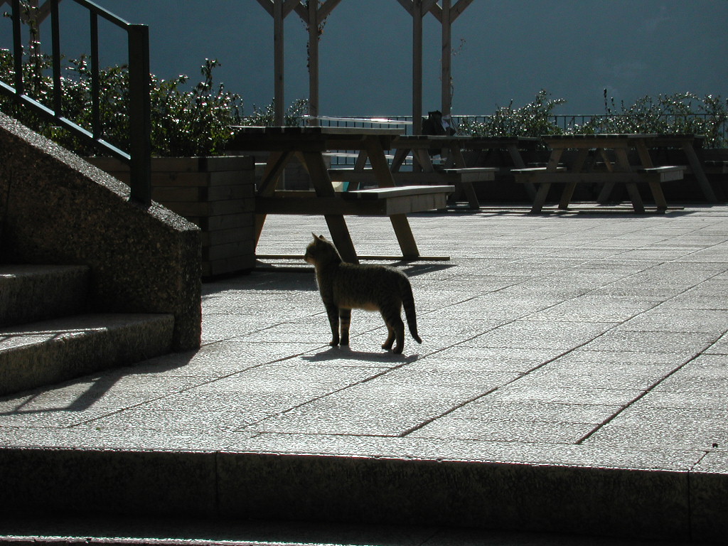 Monastery Cat