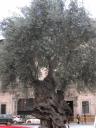 Baobob Tree