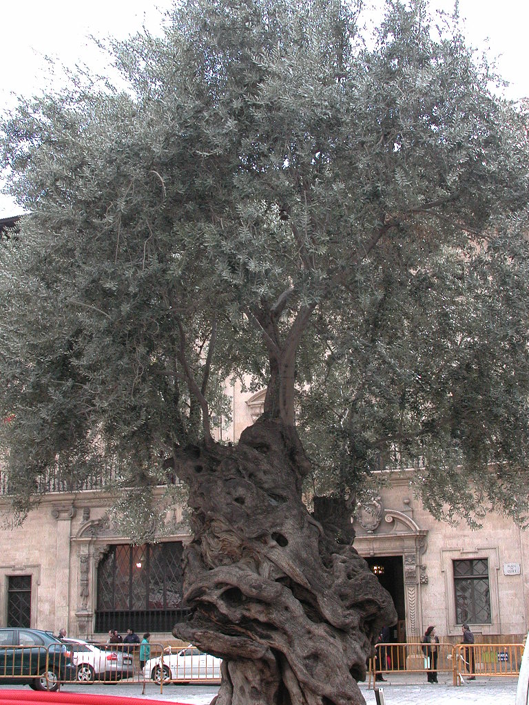 Baobob Tree