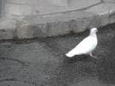 A Dove!