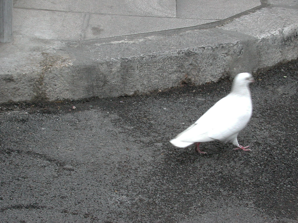 A Dove!